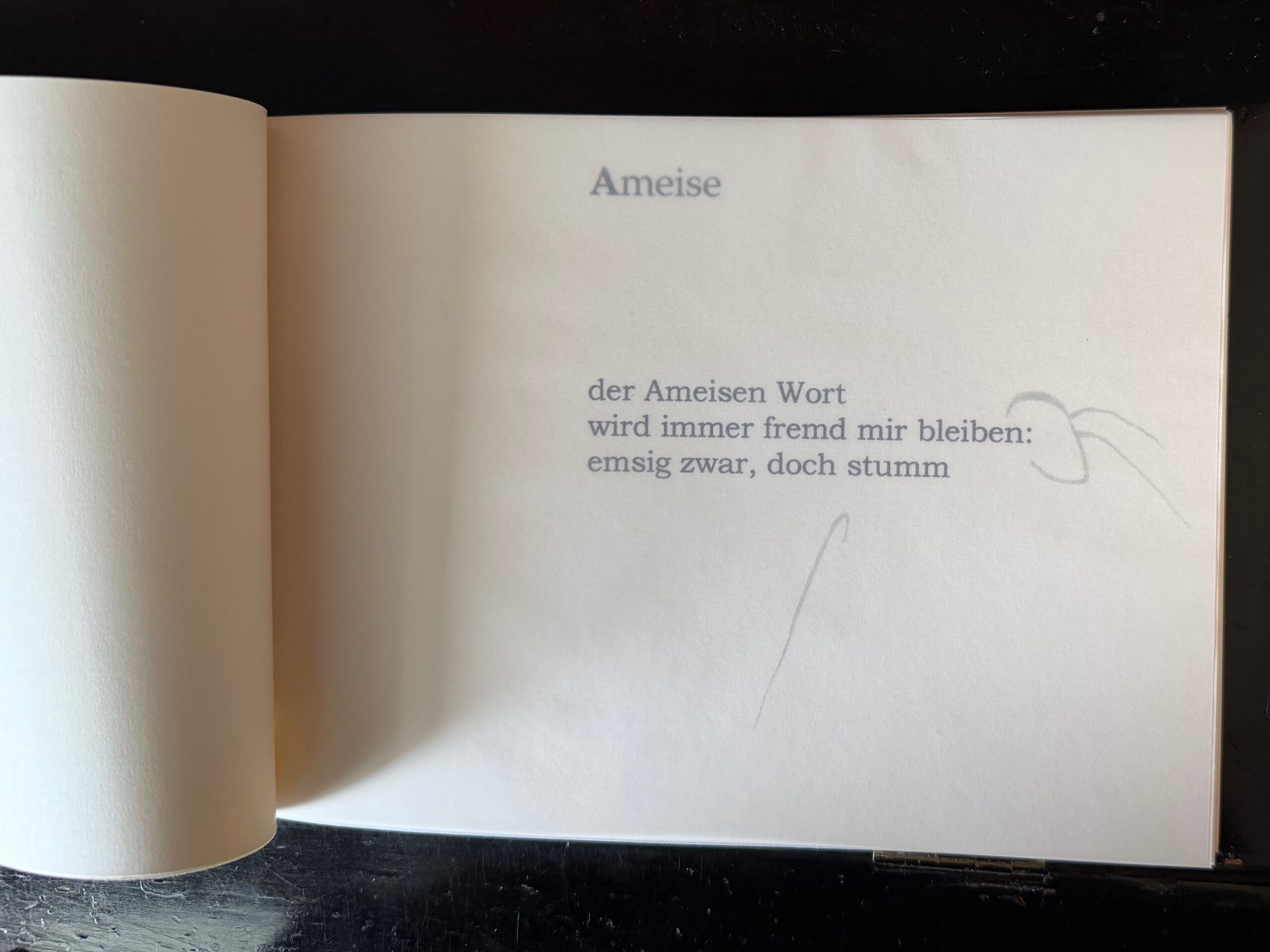 04-Ameise