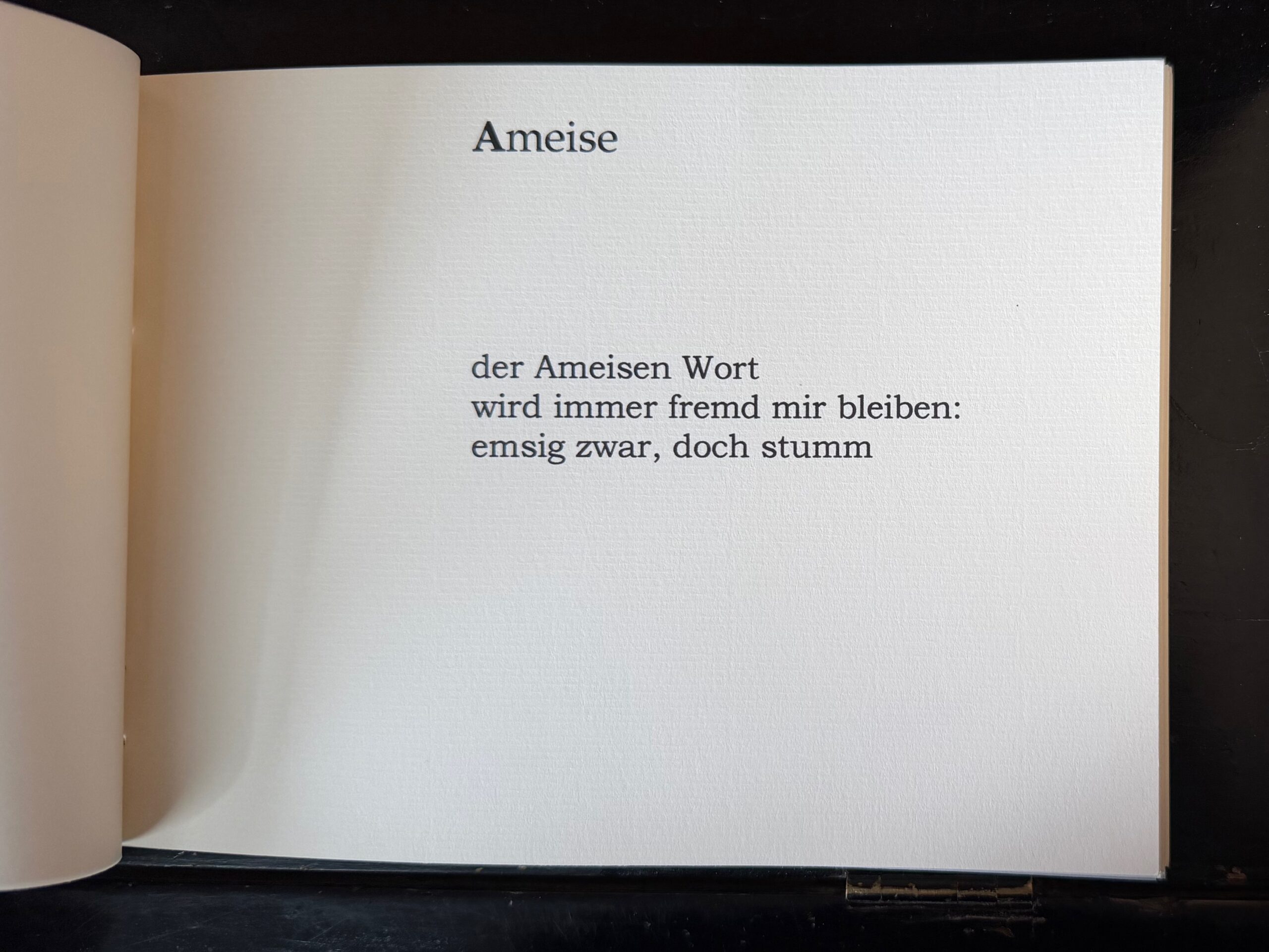 06-Ameise