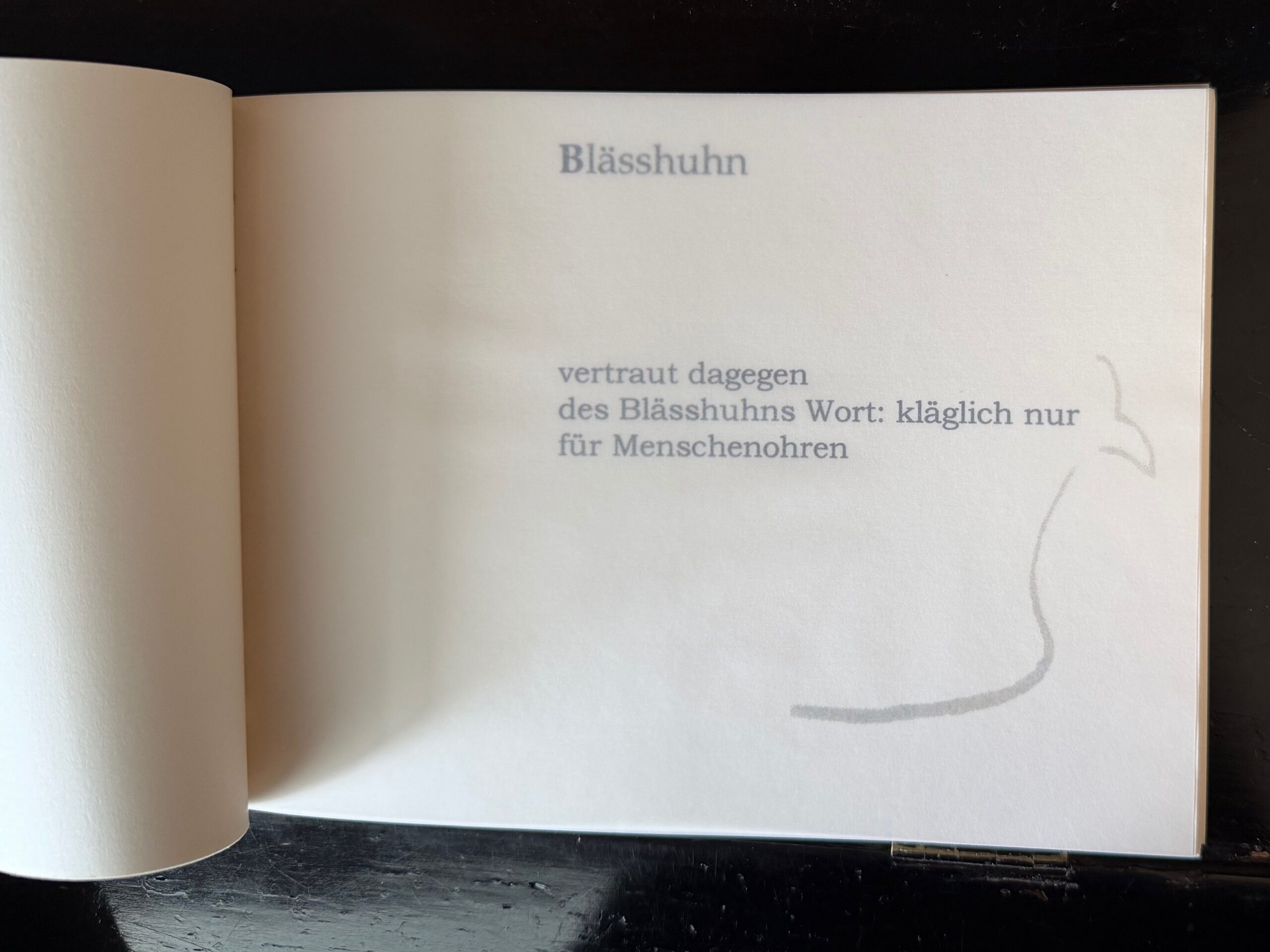 07-Blässhuhn