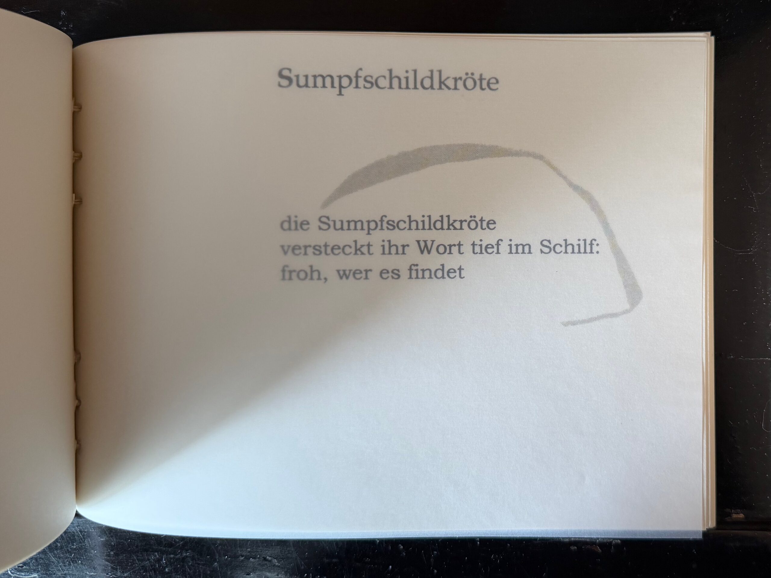 46-Sumpfschildkröte